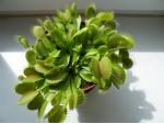 Mucholapka podivná (Dionaea Muscipula) 2. rok - 1. polovina z původní rostliny