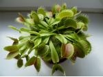 Mucholapka podivná (Dionaea Muscipula) 2. rok - 2. polovina z původní rostliny